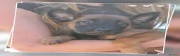 Pastore Belga cani in vendita: Allevamento Cuccioli Pastore Belga Malinois Napoli a Città Metropolitana di Napoli - Annuncio 3