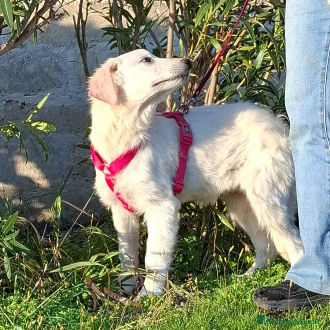 Pastore Maremmano cani in regalo: Lava bella e pacata - Annuncio 2