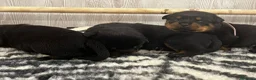 Rottweiler cani in vendita: Cuccioli Rottweiler con pedigree  - Annuncio 7