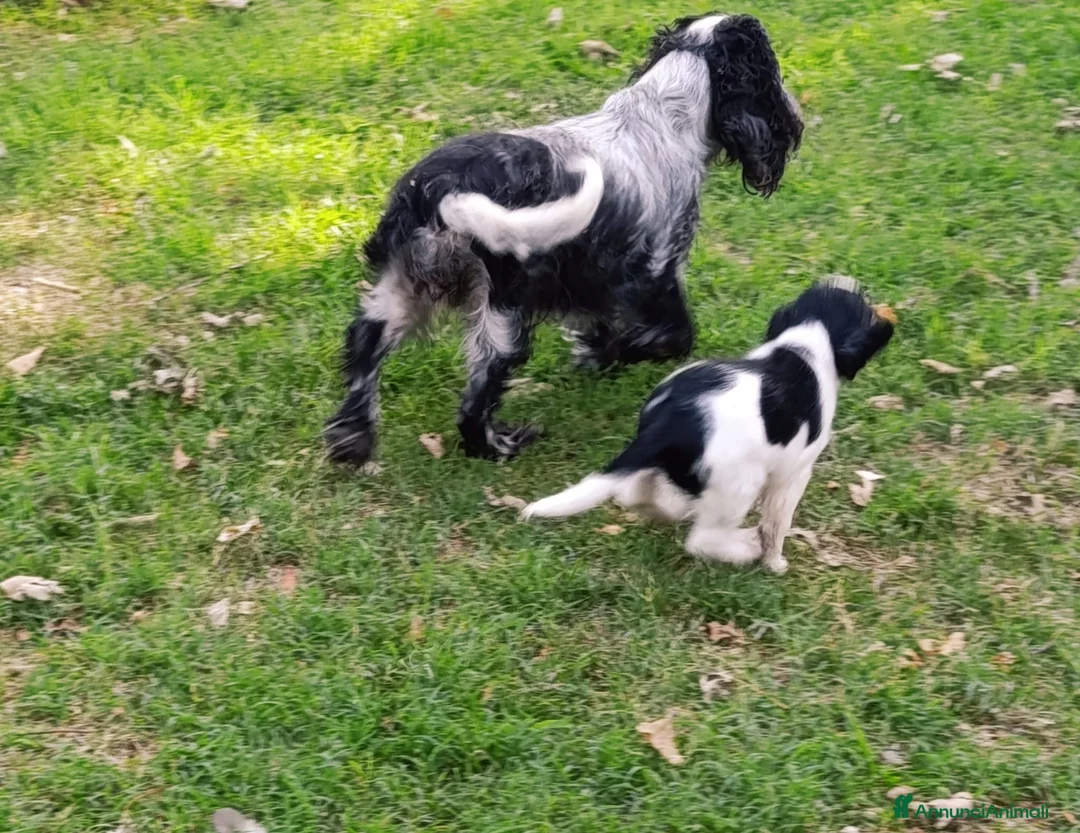 Cocker cani in vendita: Bellissima e simpaticissima femmina cocker spaniel a Provincia di Mantova - Annuncio 7