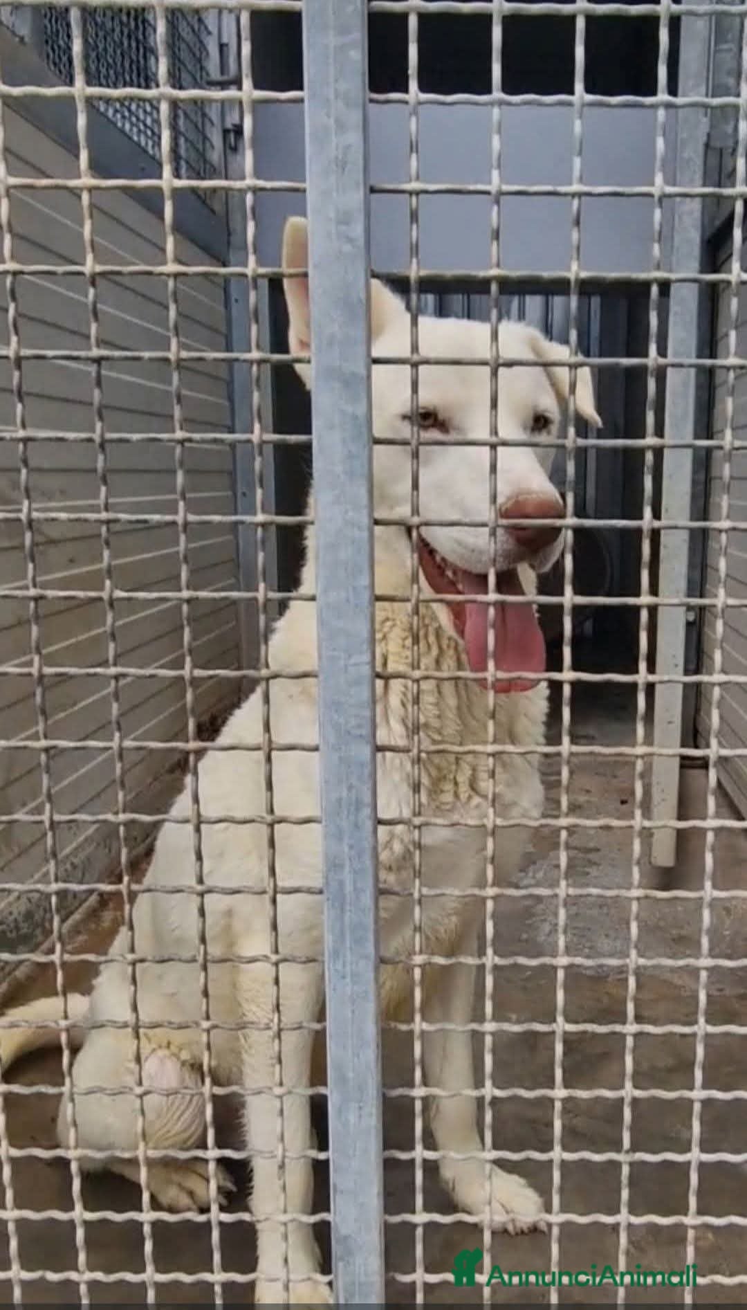 Meticcio cani Sapete cosa sono le celle di un canile ? - Annuncio 1