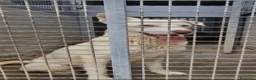 Meticcio cani in regalo: Sapete cosa sono le celle di un canile ? a Provincia di Taranto - Annuncio 1