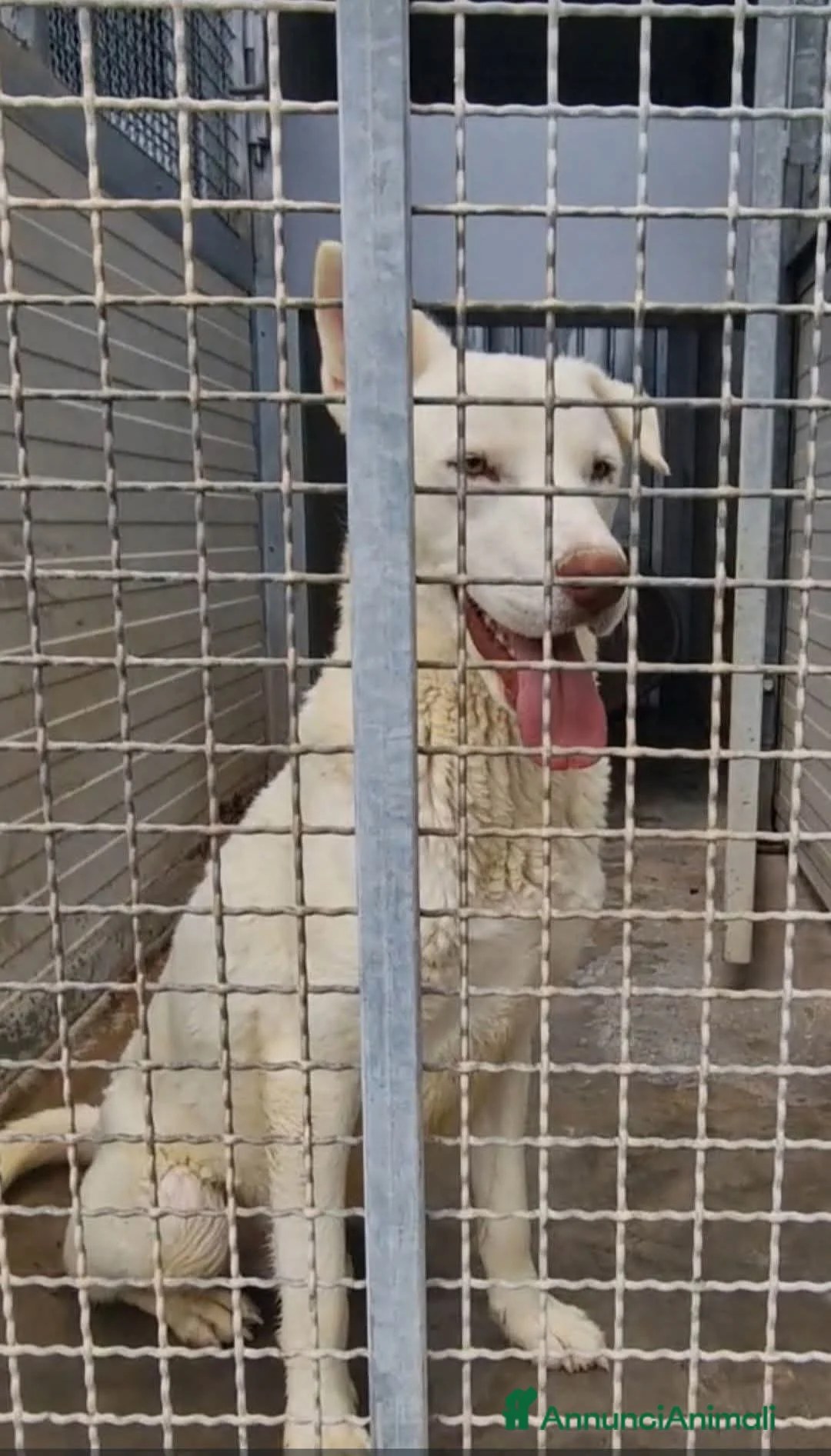 Meticcio cani in regalo: Sapete cosa sono le celle di un canile ? a Provincia di Taranto - Annuncio 1