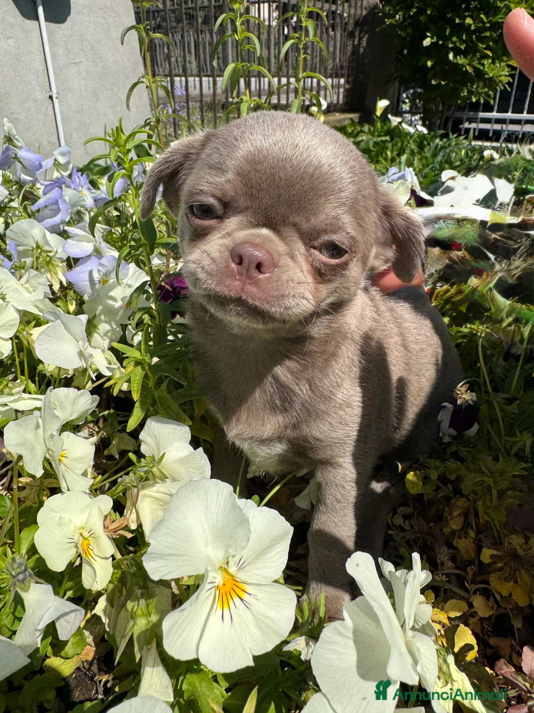 Chihuahua cani in vendita: Chihuahua femmina lilac pelo corto - Annuncio 1