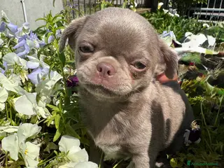 Chihuahua cani Chihuahua femmina lilac pelo corto - Annuncio 1