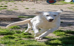 Meticcio cani in regalo: DEMYR CERCA FAMIGLIA a Città Metropolitana di Torino - Immagine 7