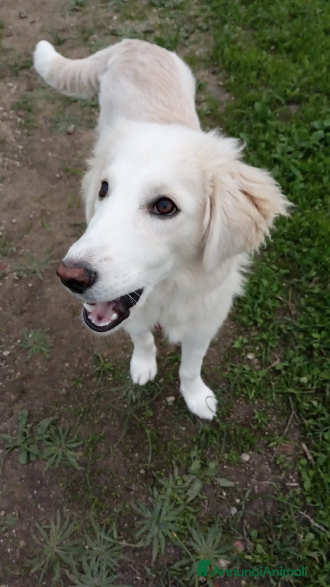 Meticcio cani in regalo: Toby in tutto il suo splendore - Annuncio 4