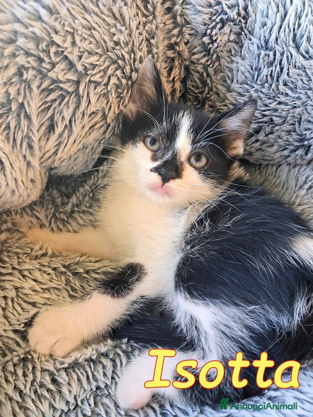 Europeo gatti in regalo: GATTINA SUPERCOCCOLOSA CERCA CASA - Annuncio 3