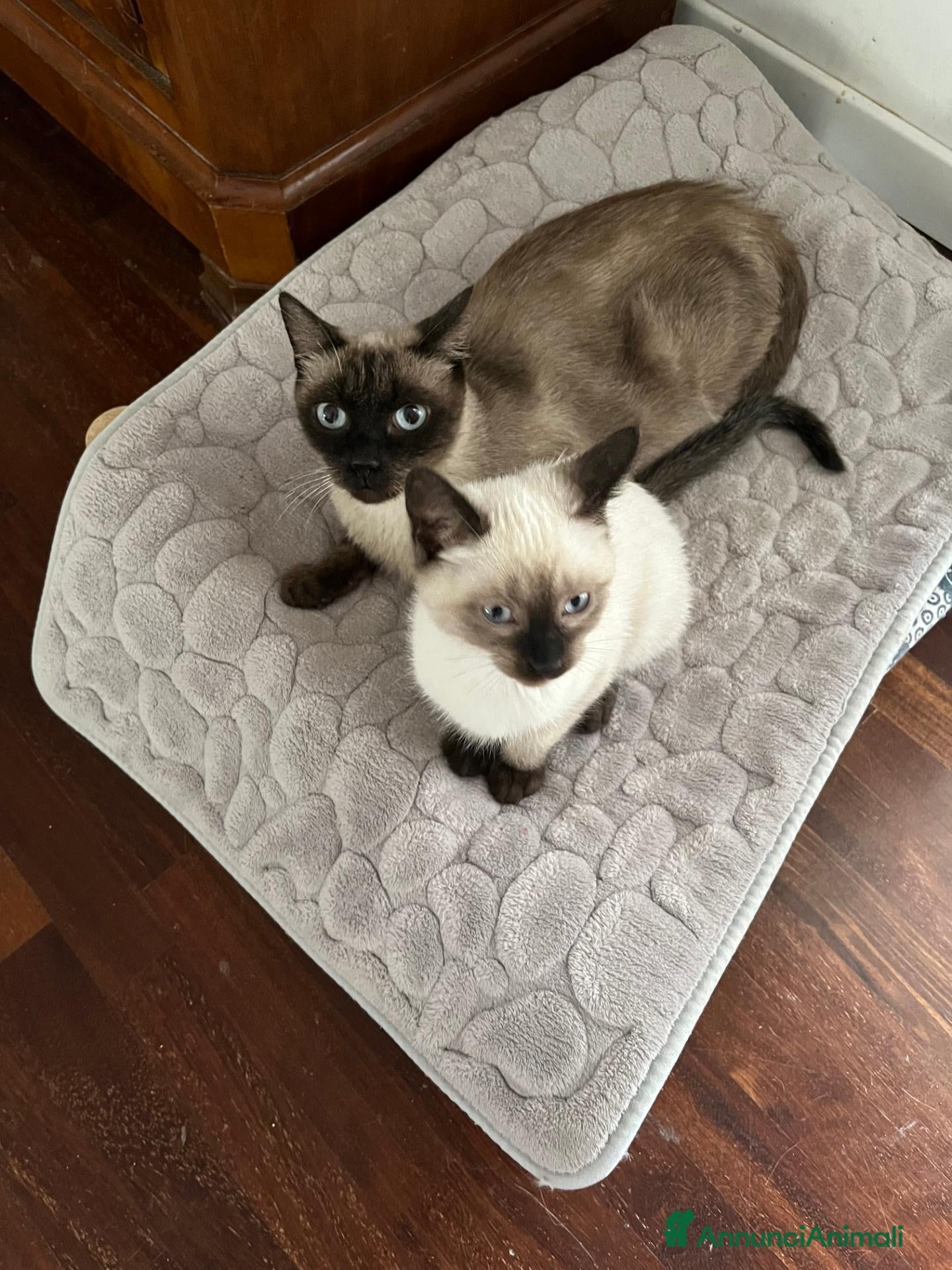 Siamese gatti in vendita: Ultimi femminuccia e maschietto siamese - Annuncio 8