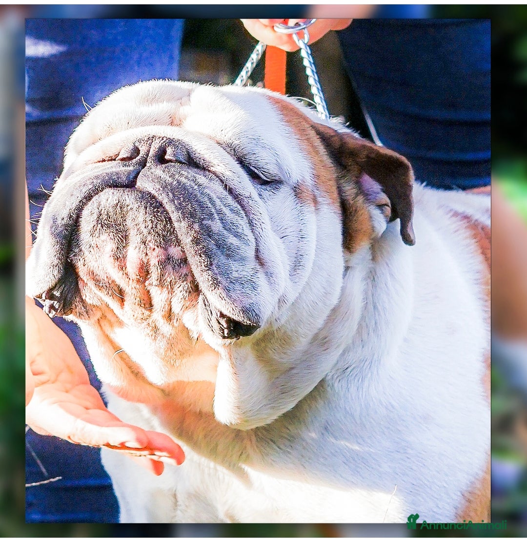 Bulldog cani per accoppiamento: Bulldog inglese per monta - Annuncio 3