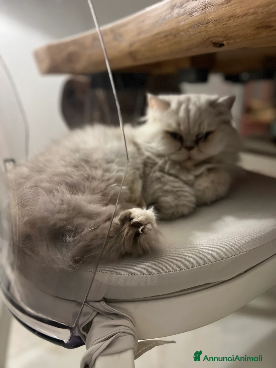 Scottish gatti in regalo: Femminuccia di 4 anni - Annuncio 5