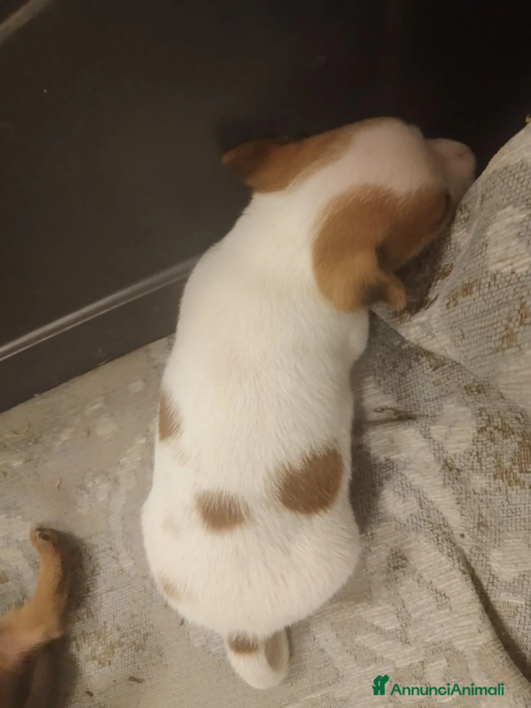 Pinscher Tedesco cani in vendita: Cuccioli pincher  a Provincia di Reggio Emilia - Annuncio 5