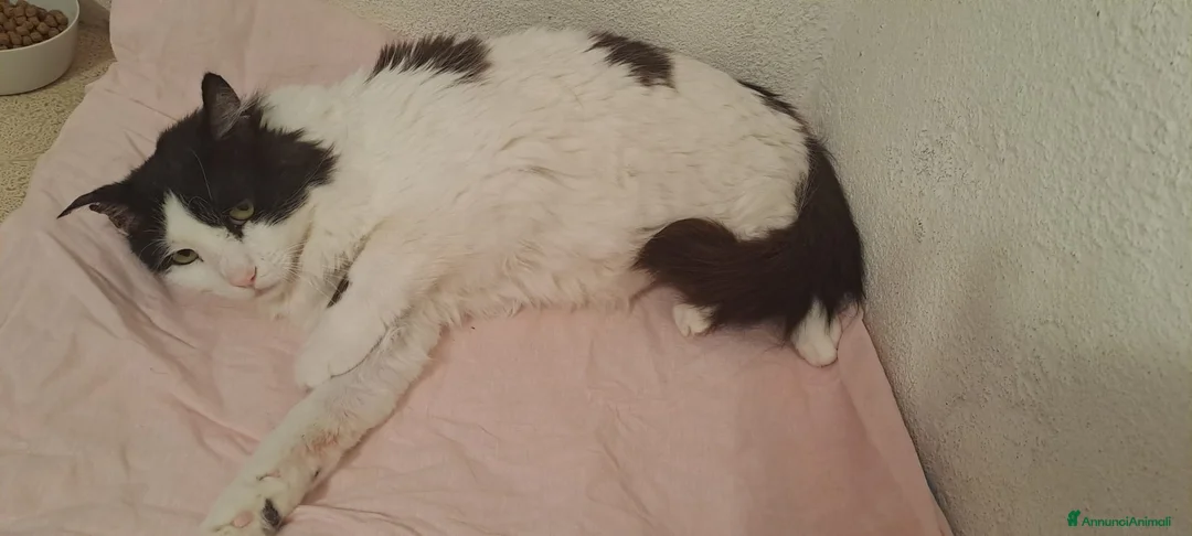 Meticcio gatti in regalo: GATTO ADULTO SPECIALE a Città Metropolitana di Torino - Annuncio 6