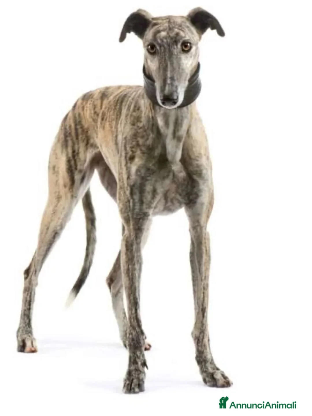 Altre razze cani in regalo: VIRNA galgo spagnolo 7 anni cerca casa  - Annuncio 2