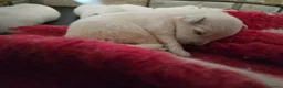 Pastore Svizzero cani in vendita: Cuccioli pastore svizzero bianco - Annuncio 1