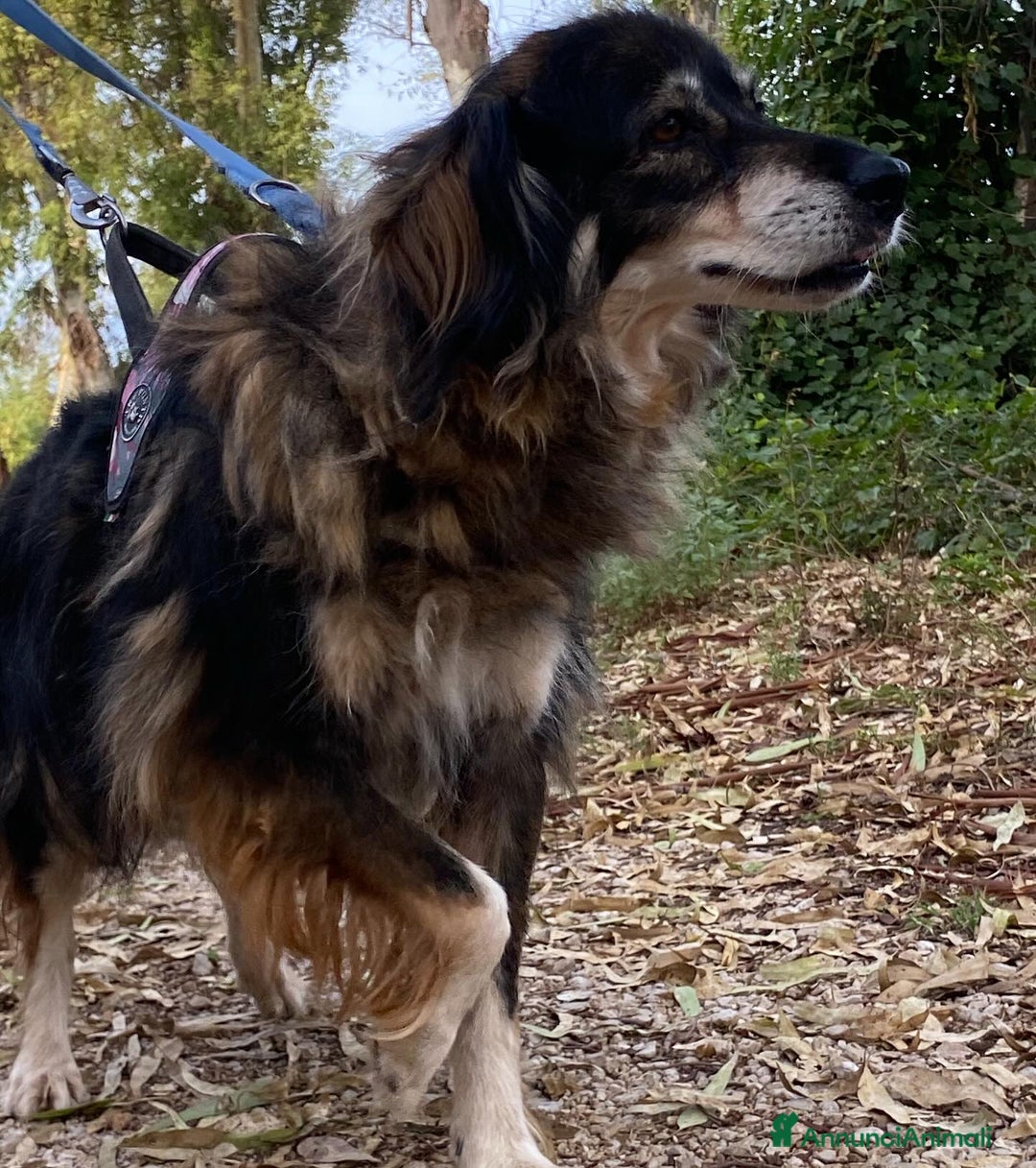 Meticcio cani in regalo: Sally dolce cagnolina taglia media adozione Latina - Annuncio 4