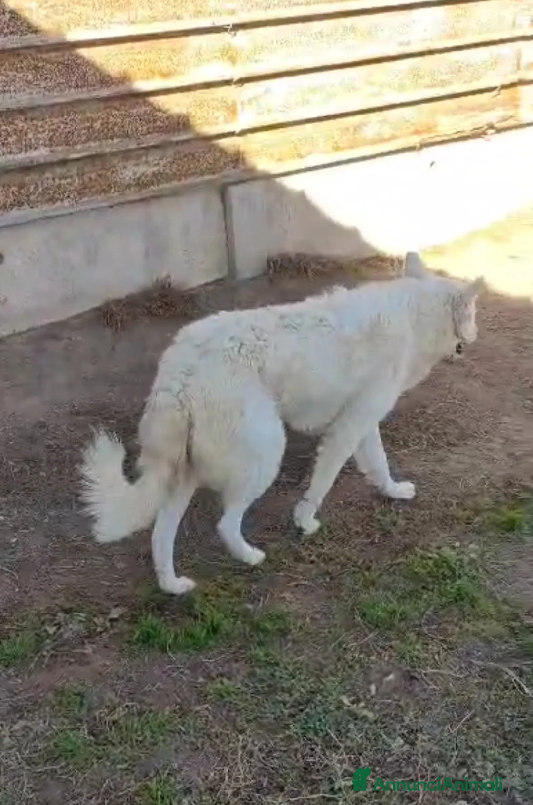 Meticcio cani in regalo: Claudia: 2 anni, taglia media, socievole  - Annuncio 8