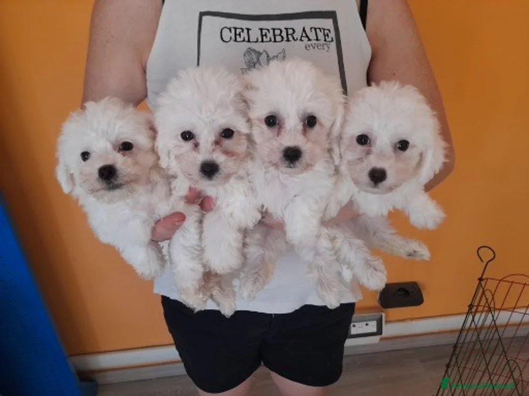 Bolognese cani in vendita: Cuccioli di bolognese - Annuncio 2