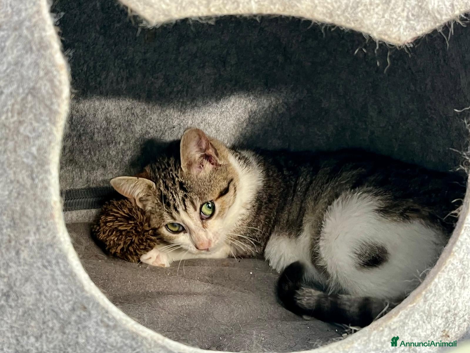 Europeo gatti Gattina dolcissima 3 mesi - Annuncio 1