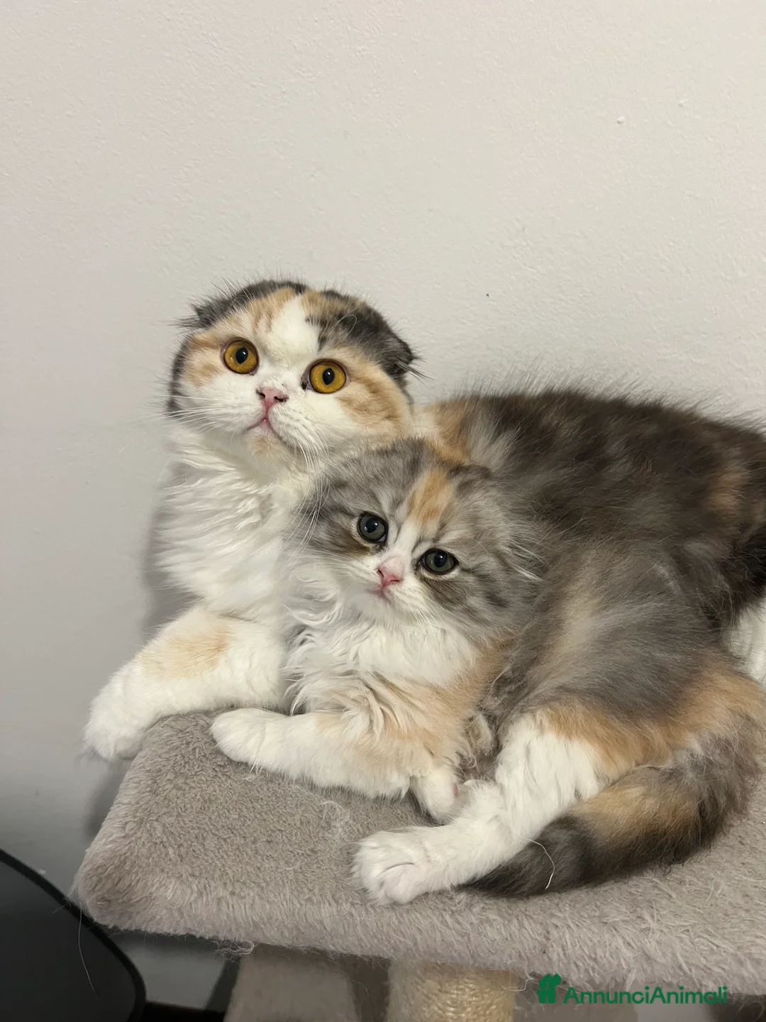 Immagine della galleria {{count}}