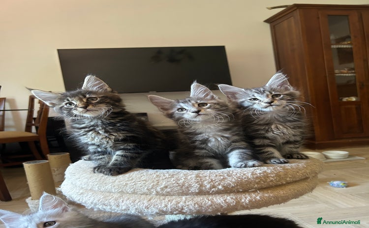 Maine Coon gatti a Provincia di Modena - Annuncio 3