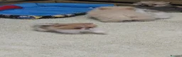 Volpino Pomerania cani in vendita: VOLPINO DI POMERANIA MINIATURE  a Provincia di Como - Annuncio 1