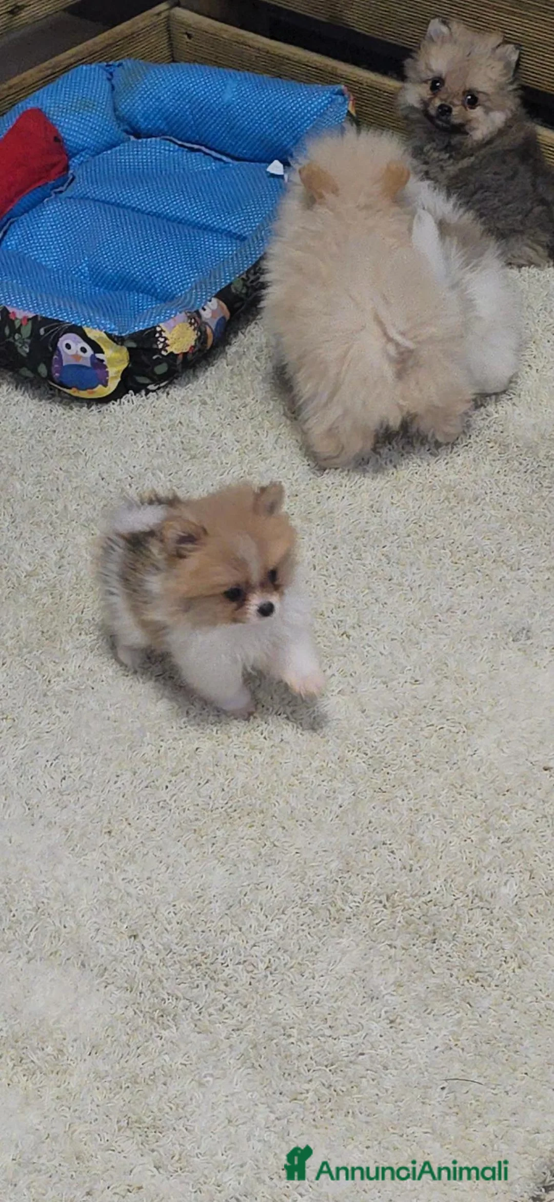 Volpino Pomerania cani in vendita: VOLPINO DI POMERANIA MINIATURE  a Provincia di Como - Annuncio 1