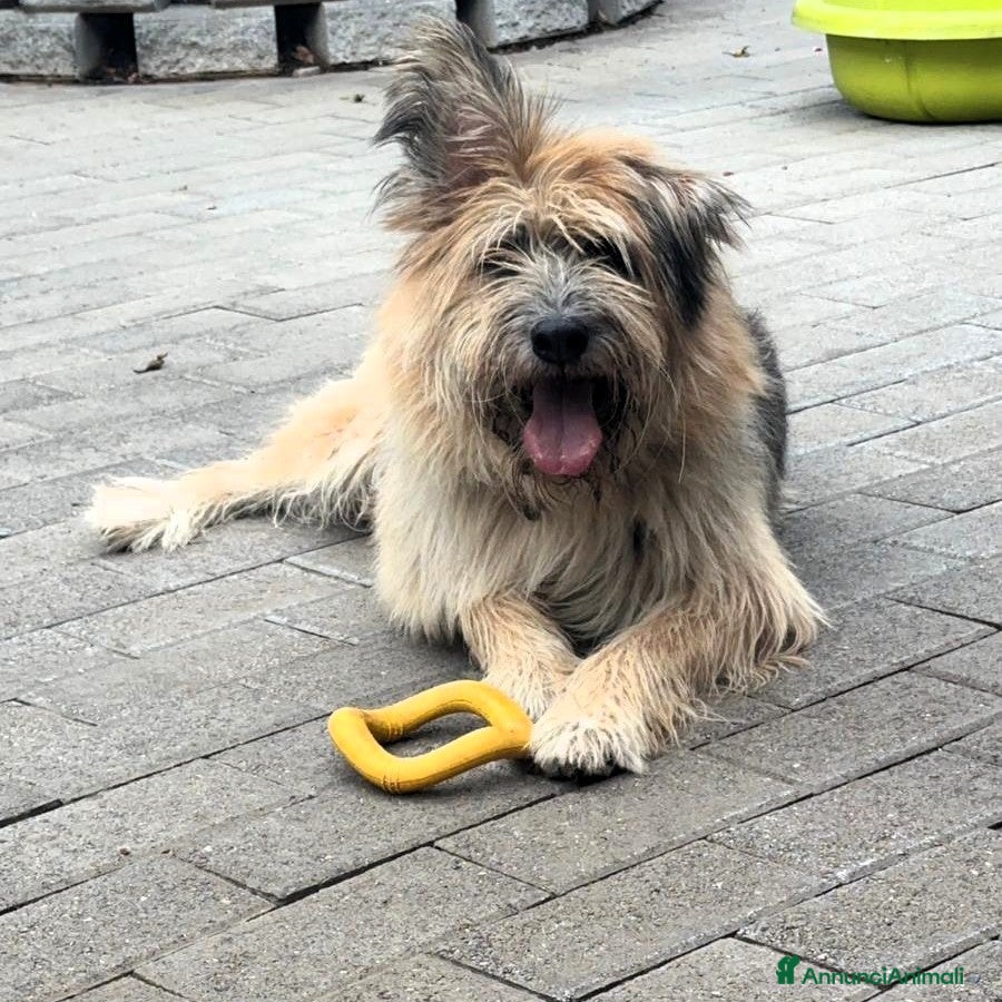 Meticcio cani SPANK PASTORE BRIE - Annuncio 2