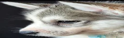 Husky cani in vendita: SIBERIAN HUSKY CUCCIOLATA CON PEDIGREE  - Annuncio 10