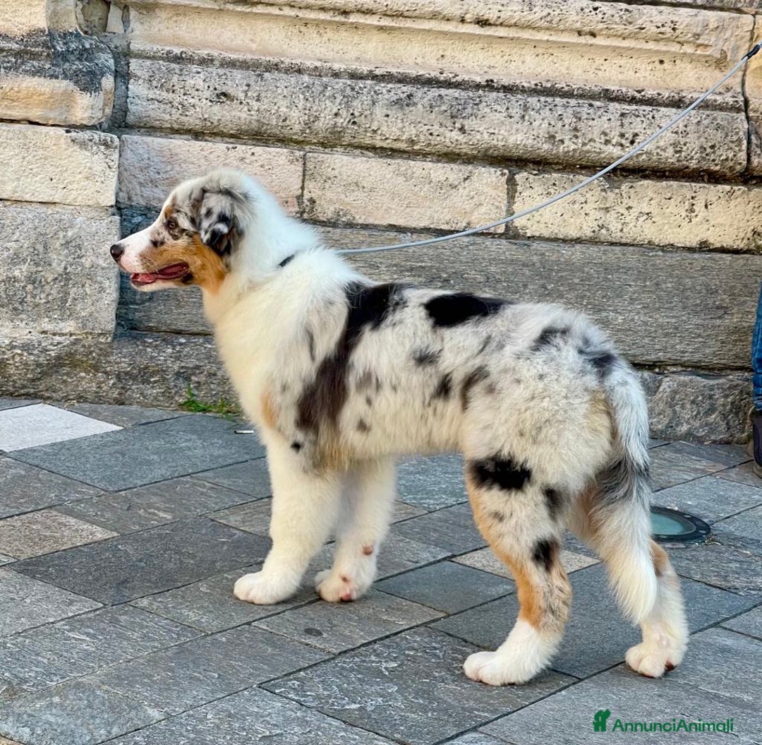 Australian Shepherd cani in vendita: Australian Shepherd a Provincia di Varese - Immagine 8