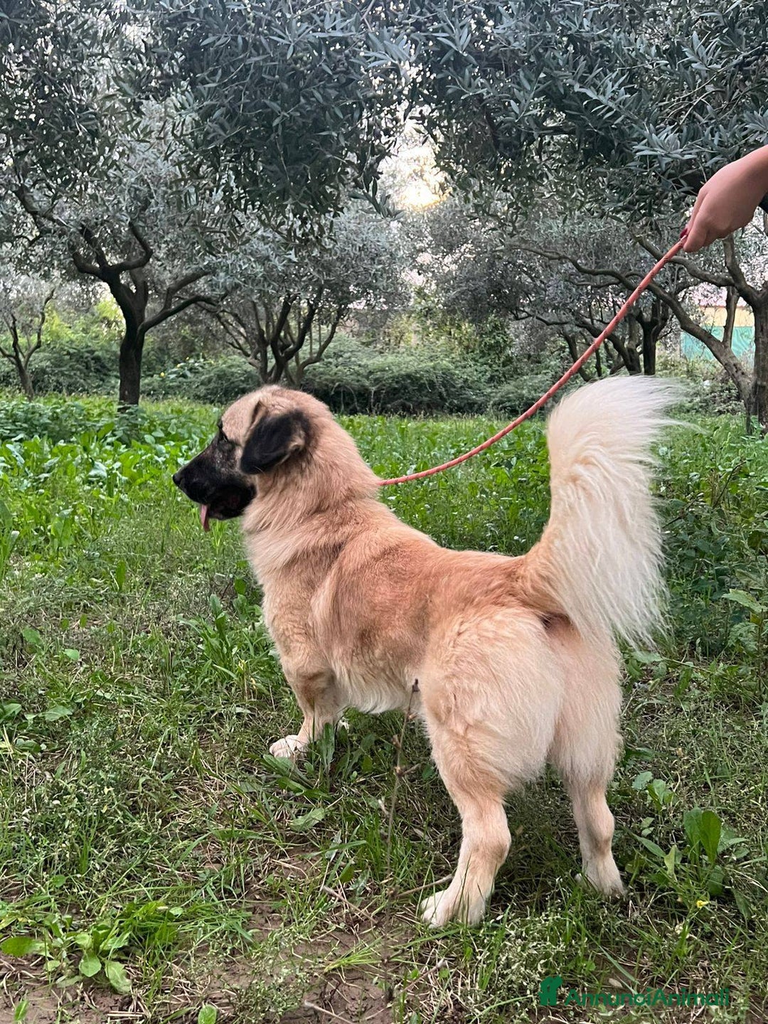 Meticcio cani in regalo: Ciaky zampe corte e cuore grande - Annuncio 8