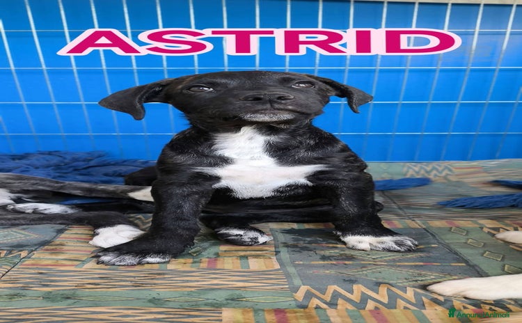 Cane Corso cani a Città metropolitana di Milano - Annuncio 4
