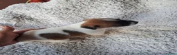 Jack Russell cani in vendita: Jack russell  - Annuncio 6