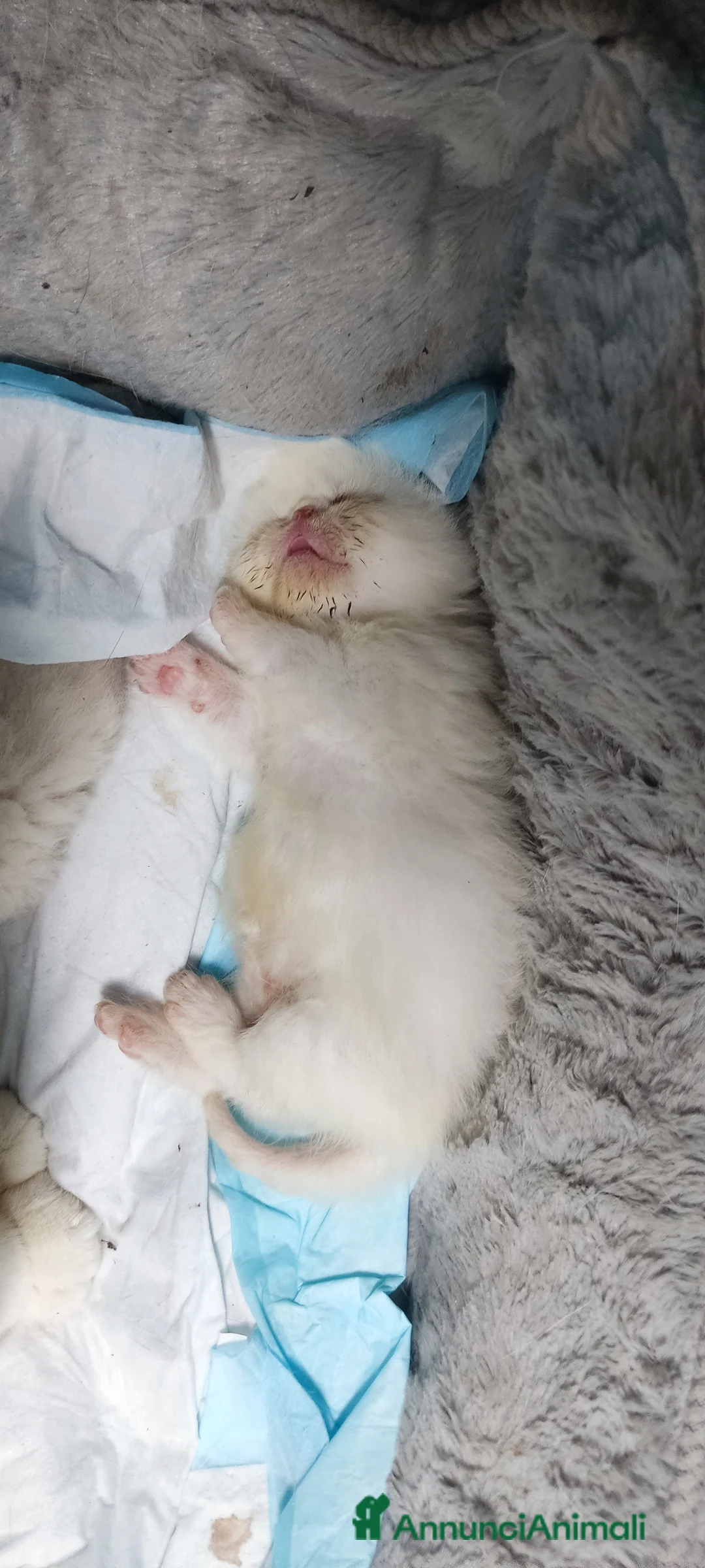 Exotic Shorthair gatti in vendita: Exotic short hair/persiano bianco - Annuncio 4