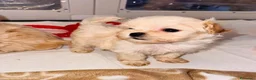 Maltipoo cani in vendita: Splendida cucciolata di Maltipoo - Annuncio 16