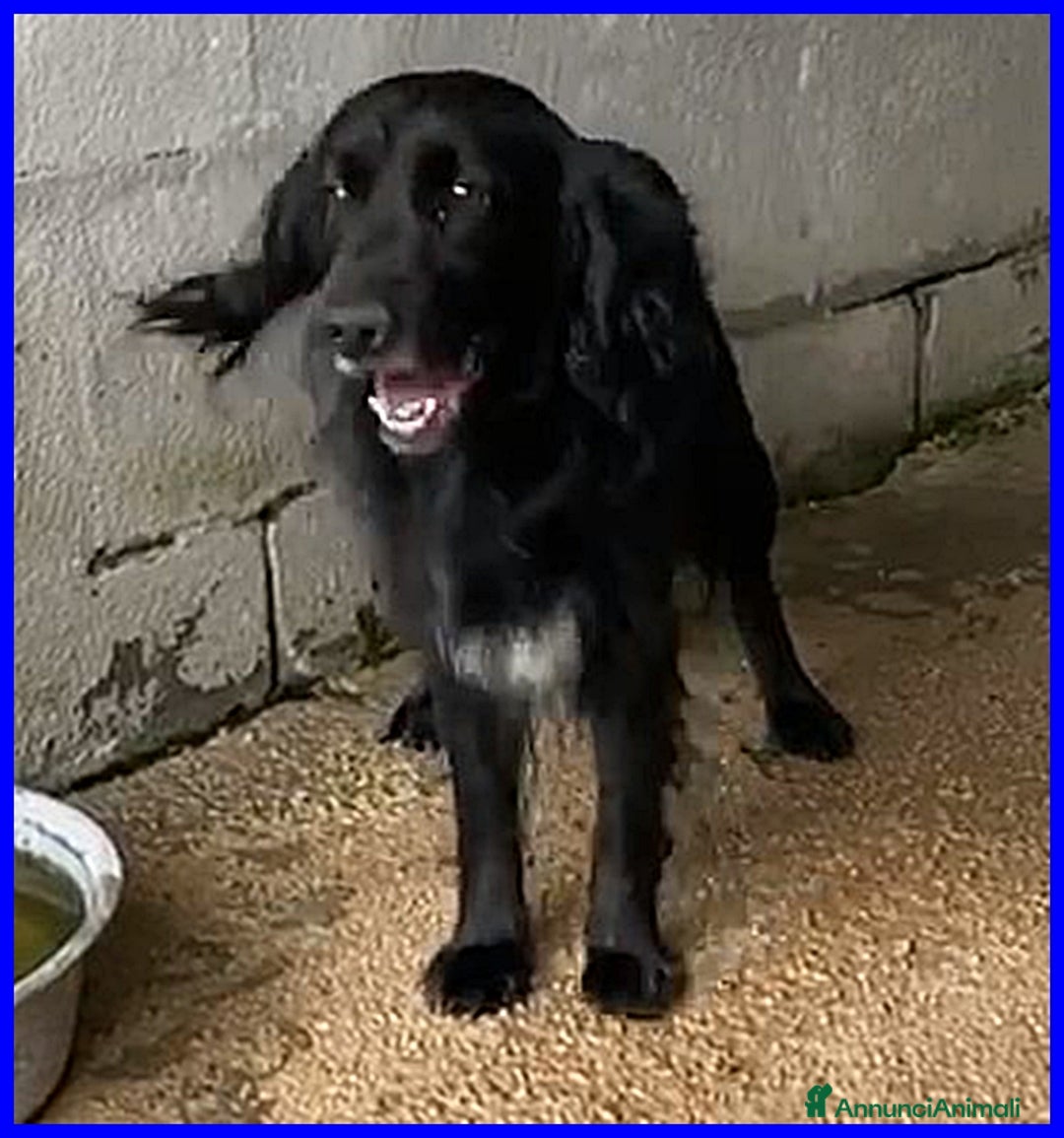 Meticcio cani in regalo: ROC disperato per l'abbandono - Annuncio 4