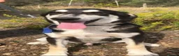 Meticcio cani in regalo: Nico mix Australian Shepherd 17mesi SIRACUSA SOS - Annuncio 1