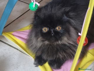 Persiano gatti Gatto Persiano ipertipico nero - Annuncio 5