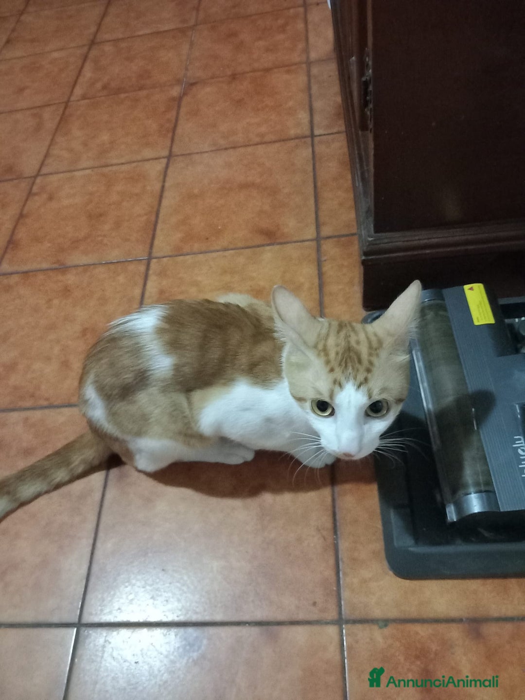 Altre razze gatti in regalo: GATTO ADULTO  - Annuncio 1