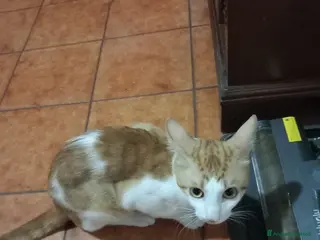 Altre razze gatti GATTO ADULTO - Annuncio 14