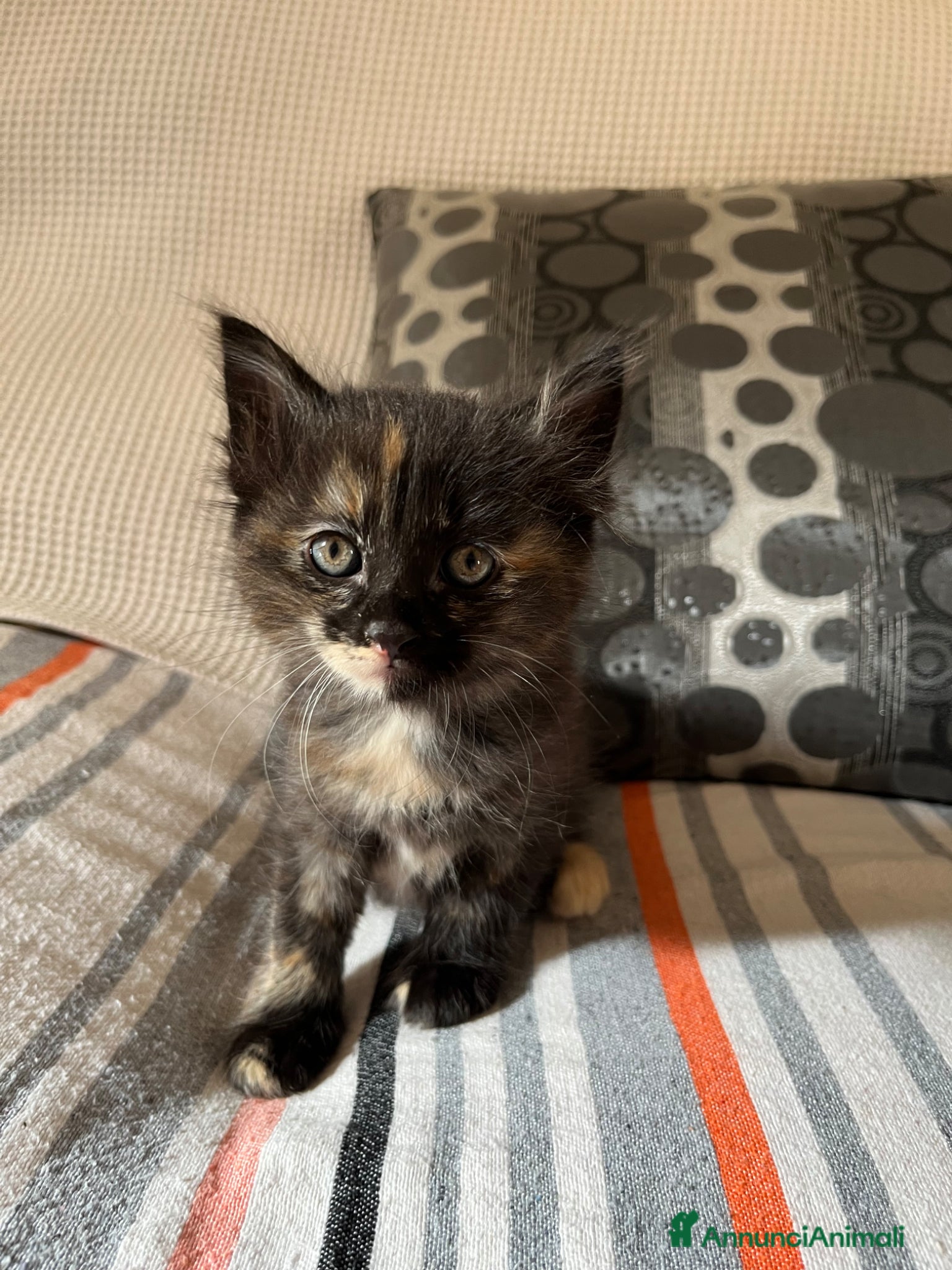 Meticcio gatti Regalo un gattino a pelo lungo maschio  - Annuncio 1