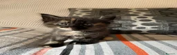 Meticcio gatti in regalo: Regalo un gattino a pelo lungo maschio  - Annuncio 1