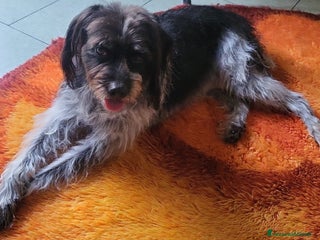 Meticcio cani Mia 5anni mix spinoncina tg media MILANO - Annuncio 18