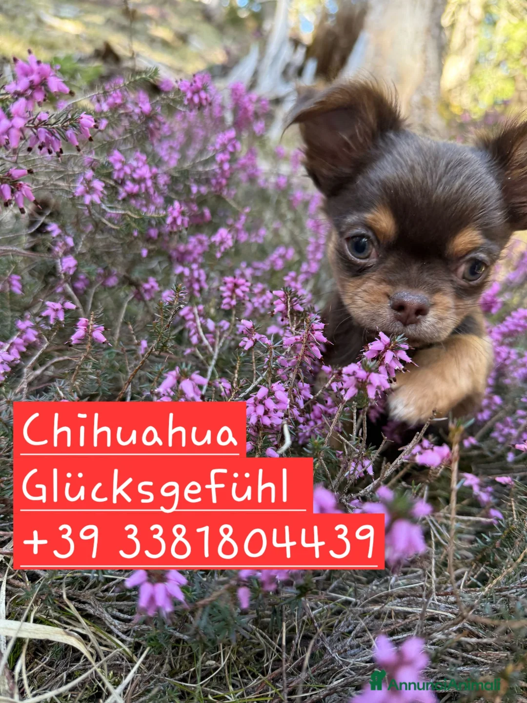 Chihuahua cani in vendita: Chihuahua pelo lungo  - Annuncio 10