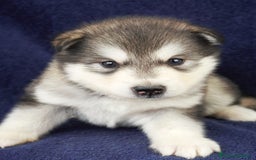 Alaskan Malamute cani in vendita: Cuccioli di alaskan malamute a Provincia di Padova - Immagine 3