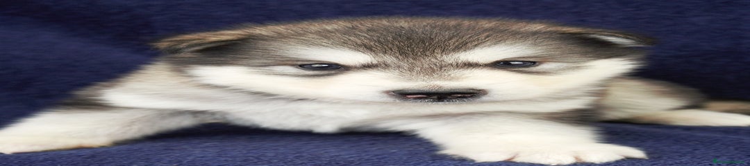 Alaskan Malamute Cucciolo 8