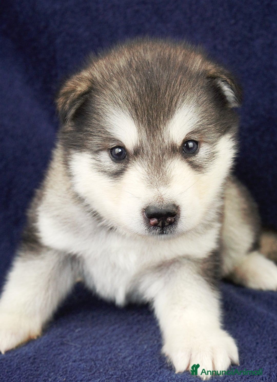 Alaskan Malamute cani in vendita: Cuccioli di alaskan malamute a Provincia di Padova - Immagine 3
