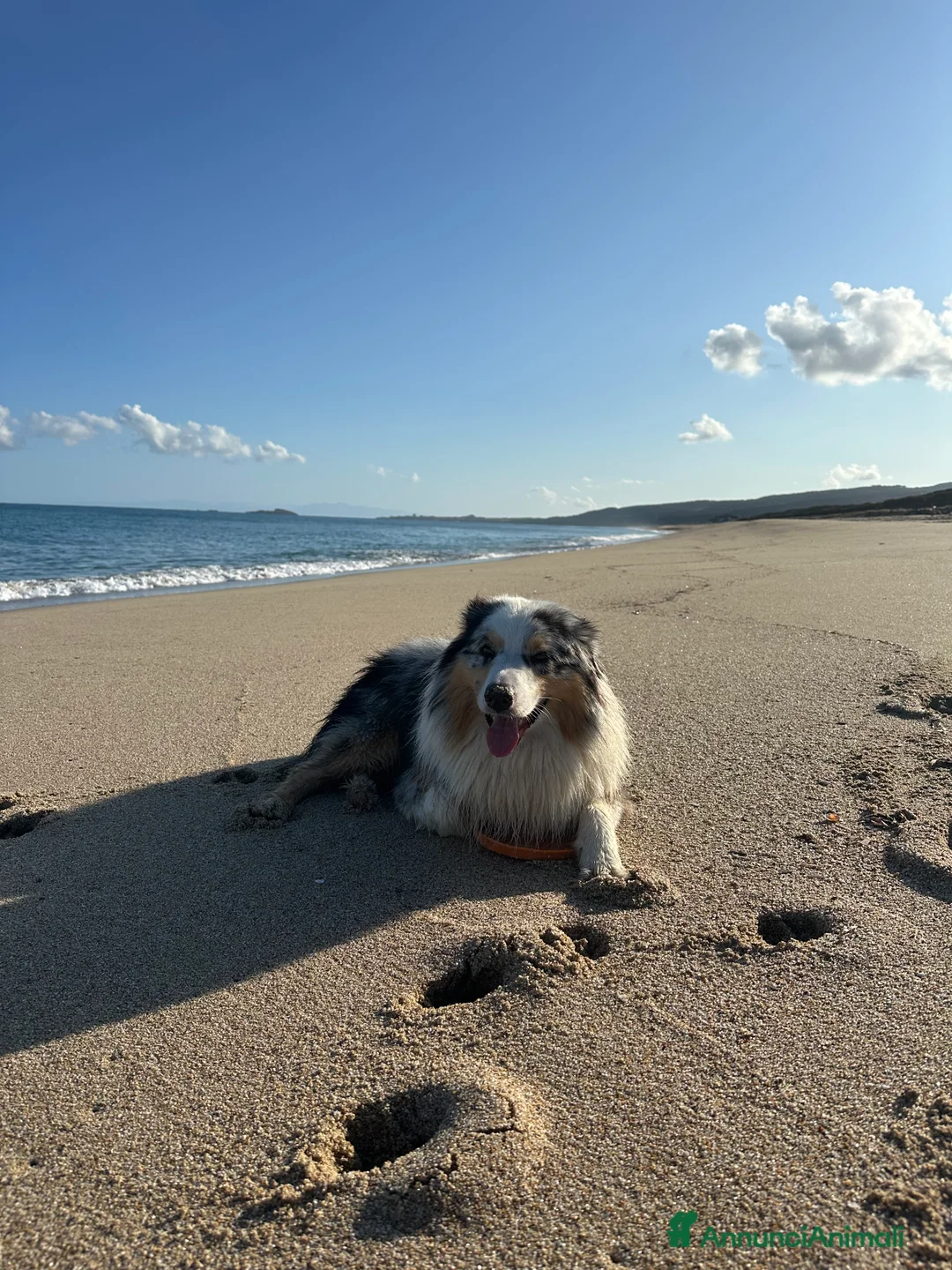 Australian Shepherd cani per accoppiamento: Australian Sheperd Blu merle con pedigree. - Annuncio 5