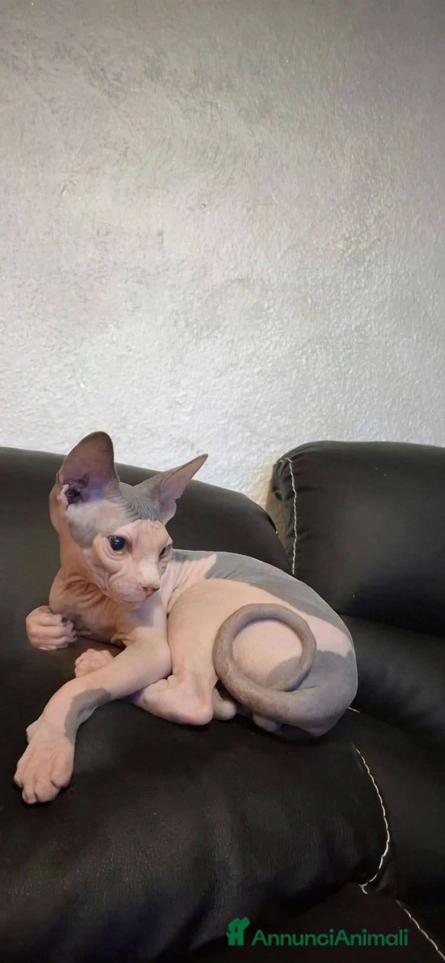 Sphynx gatti Cucciolo cerca famiglia - Annuncio 12