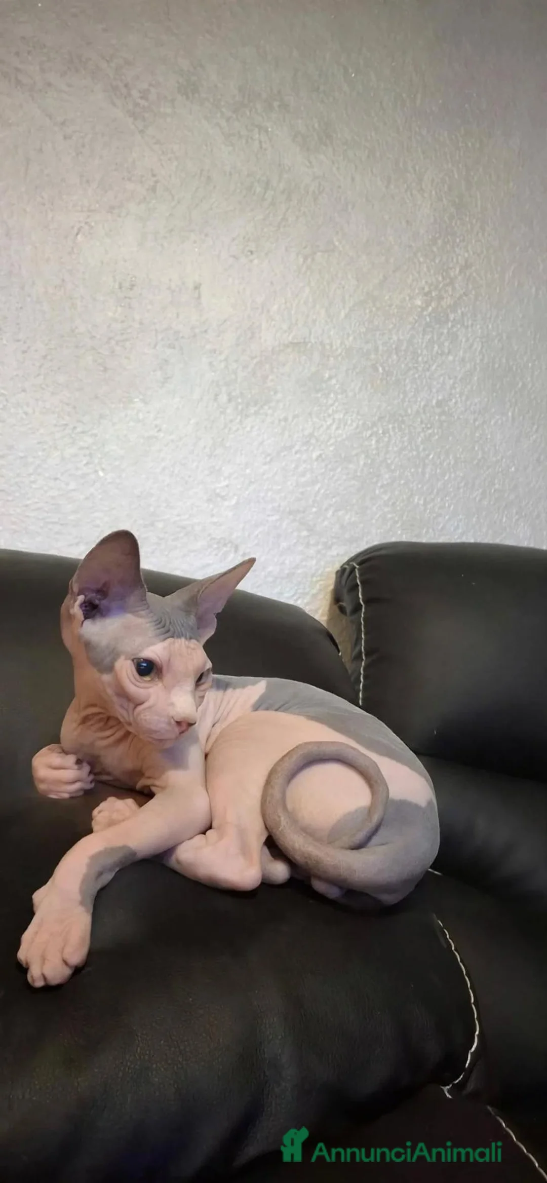 Sphynx gatti in vendita: Cucciolo cerca famiglia - Annuncio 1